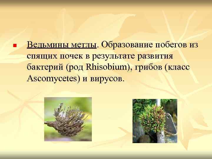 n Ведьмины метлы. Образование побегов из спящих почек в результате развития бактерий (род Rhisobium),