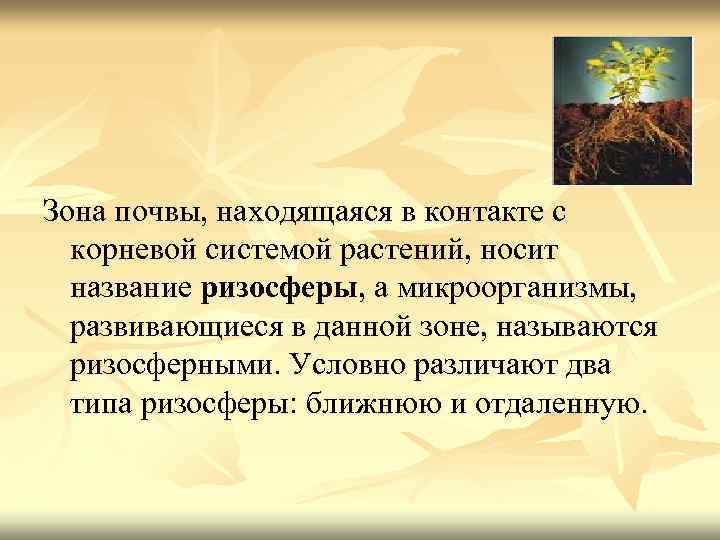 Зона почвы, находящаяся в контакте с корневой системой растений, носит название ризосферы, а микроорганизмы,