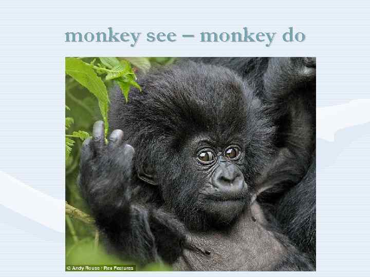 monkey see – monkey do 