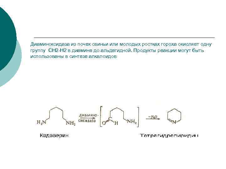 Диаминоксидаза из почек свиньи или молодых ростках гороха окисляет одну группу СН 2 -Н