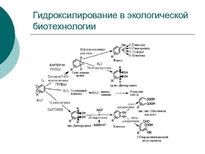 Гидроксилирование в экологической биотехнологии 