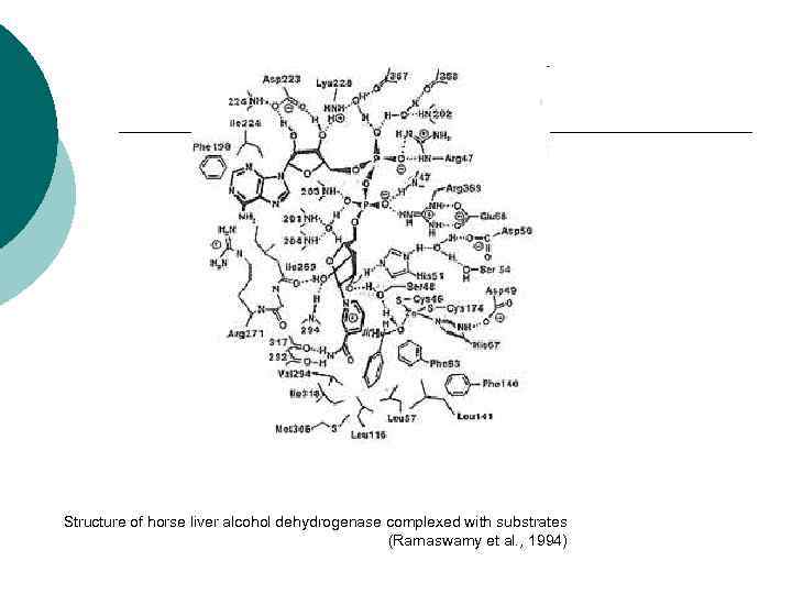Structure of horse liver alcohol dehydrogenase complexed with substrates (Ramaswamy et al. , 1994)