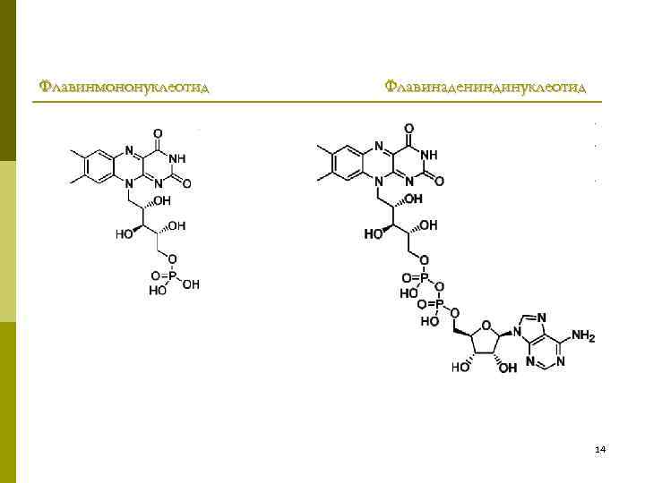 Флавинмононуклеотид Флавинадениндинуклеотид 14 