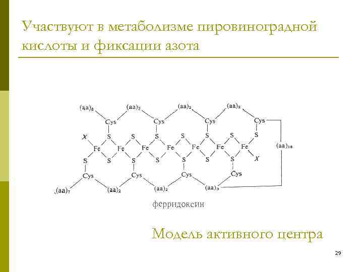 Участвуют в метаболизме пировиноградной кислоты и фиксации азота Модель активного центра 29 