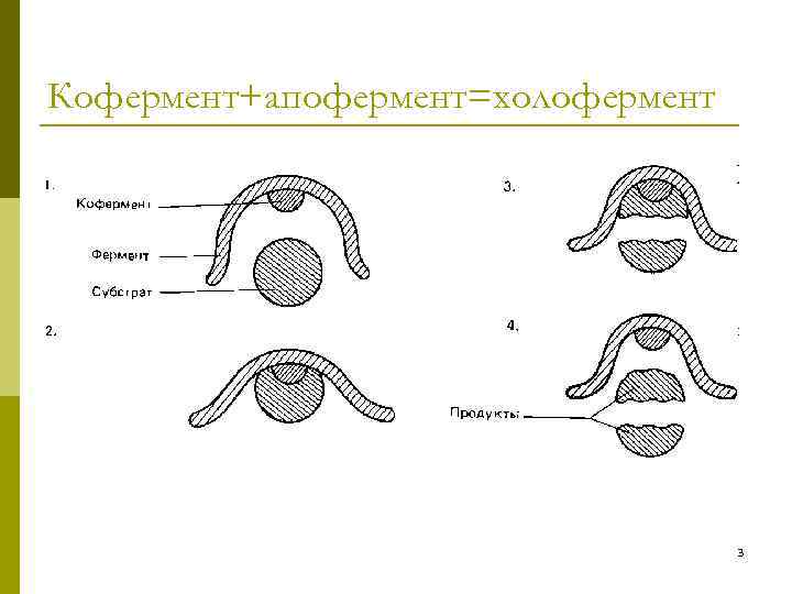 Кофермент+апофермент=холофермент 3 