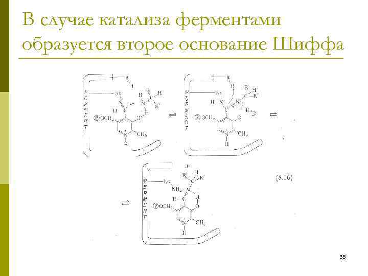 В случае катализа ферментами образуется второе основание Шиффа 35 