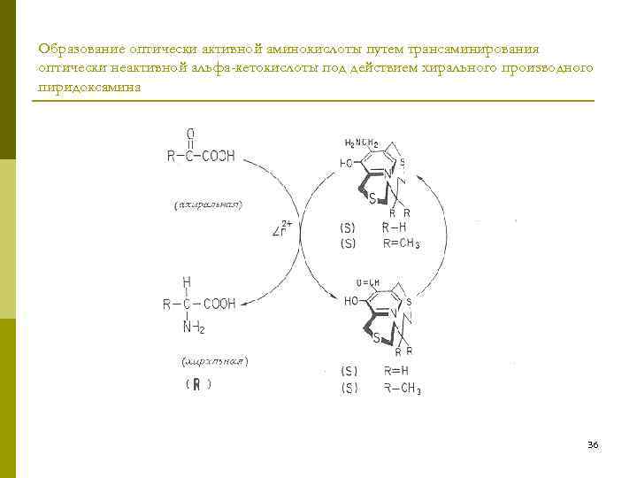 Образование оптически активной аминокислоты путем трансаминирования оптически неактивной альфа-кетокислоты под действием хирального производного пиридоксамина