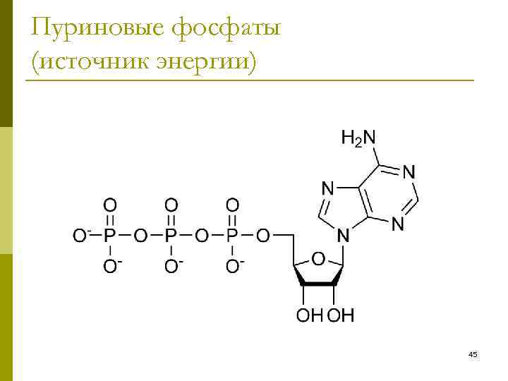 Пуриновые фосфаты (источник энергии) 45 