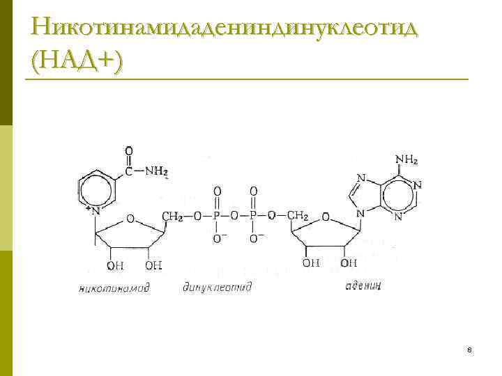 Над это. Никотинамидадениндинуклеотид (над+ ). Над+- кофермент витамина:. Фермент кофермента над+. Кофермент никатинамида.