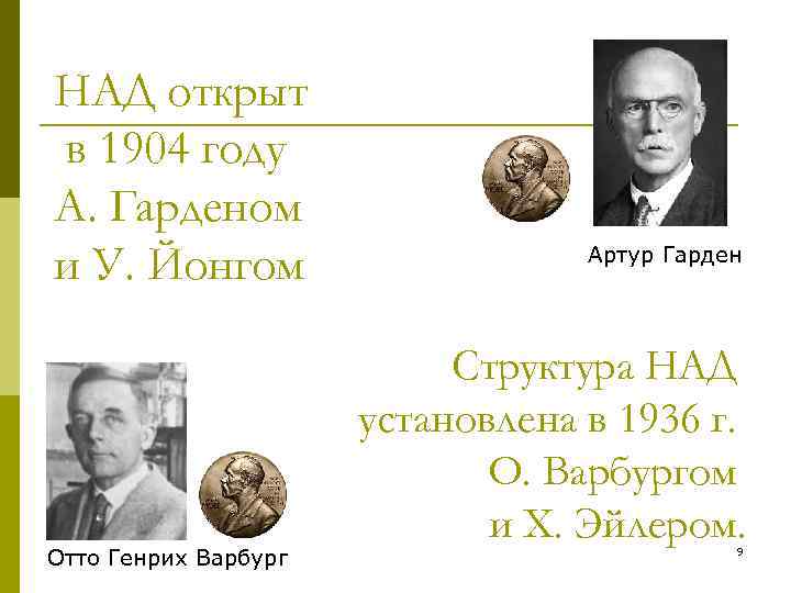 НАД открыт в 1904 году А. Гарденом и У. Йонгом Отто Генрих Варбург Артур
