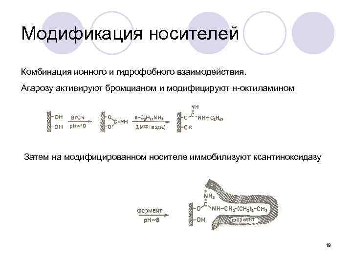 Модификация носителей Комбинация ионного и гидрофобного взаимодействия. Агарозу активируют бромцианом и модифицируют н-октиламином Затем