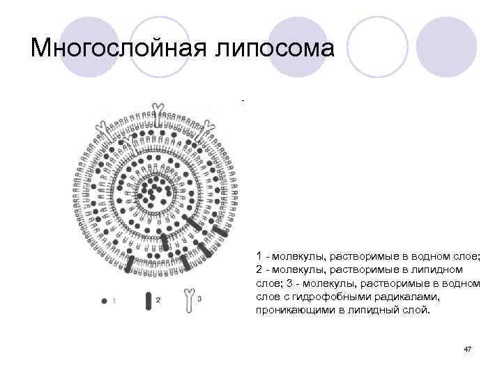 Многослойная липосома 1 - молекулы, растворимые в водном слое; 2 - молекулы, растворимые в