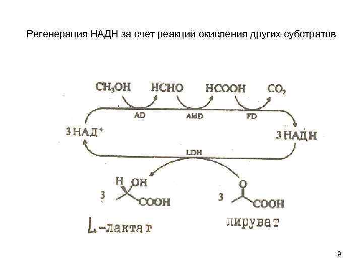 Регенерация НАДН за счет реакций окисления других субстратов 9 