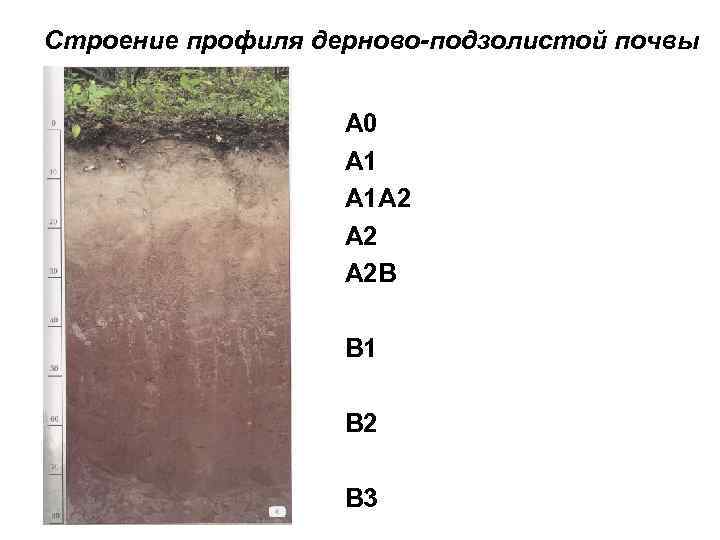 Строение профиля дерново-подзолистой почвы А 0 А 1 А 2 А 2 В В