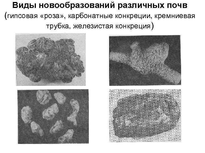 Виды новообразований различных почв (гипсовая «роза» , карбонатные конкреции, кремниевая трубка, железистая конкреция) 
