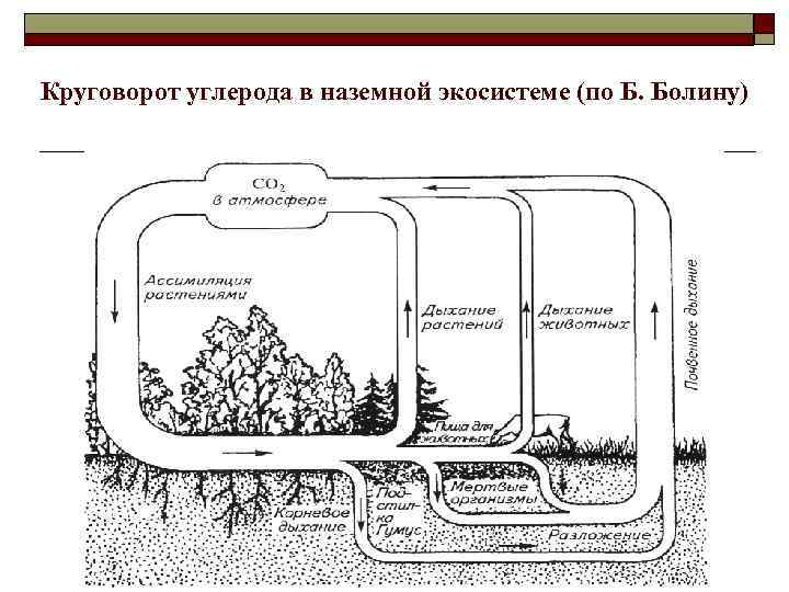 Круговорот углерода в наземной экосистеме (по Б. Болину) 