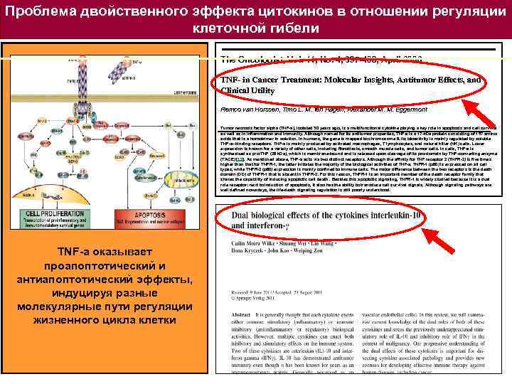 Проблема двойственного эффекта цитокинов в отношении регуляции клеточной гибели The Oncologist, Vol. 11, No.