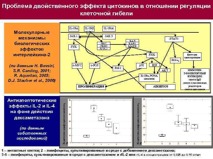 Проблема двойственного эффекта цитокинов в отношении регуляции клеточной гибели IL-2 Rα Молекулярные механизмы биологических