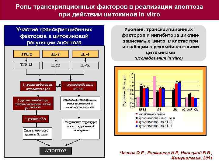 Роль транскрипционных факторов в реализации апоптоза при действии цитокинов in vitro Участие транскрипционных факторов