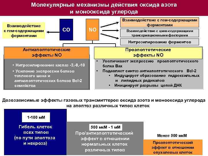 Молекулярные механизмы действия оксида азота и монооксида углерода Взаимодействие с гем-содержащими ферментами СО NO