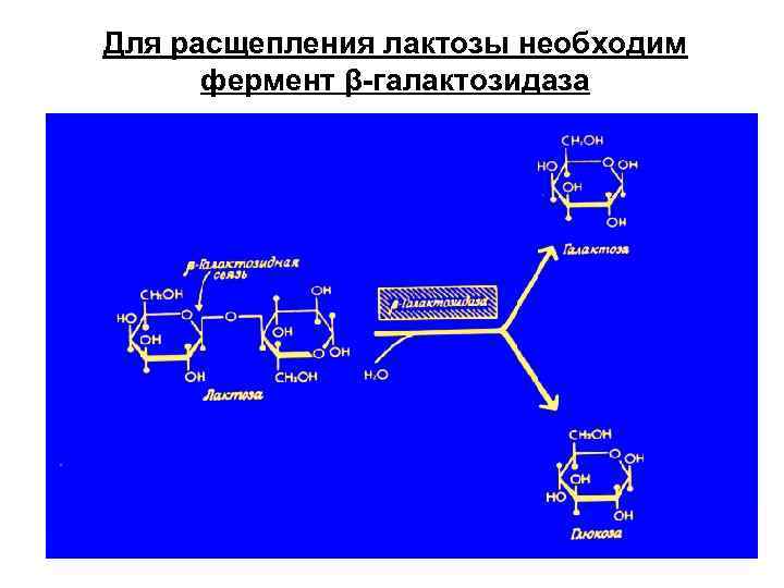 Схема строения оперона