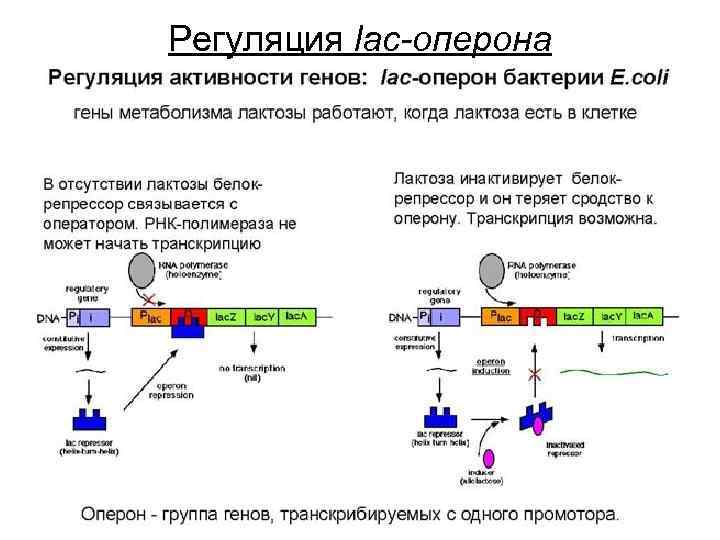 Схема строения оперона