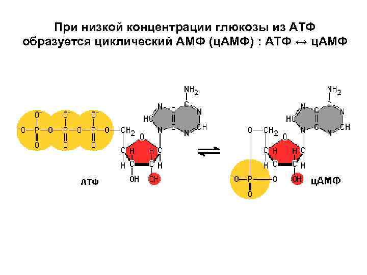 При низкой концентрации глюкозы из АТФ образуется циклический АМФ (ц. АМФ) : АТФ ↔