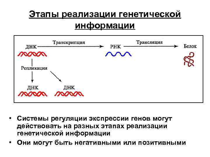 Схема расшифровка генетической информации