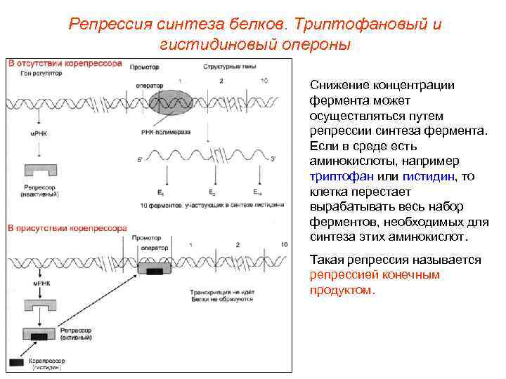 Схема регуляции синтеза белка у прокариот