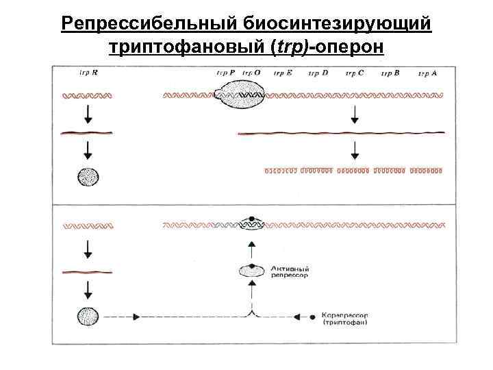 Триптофановый оперон