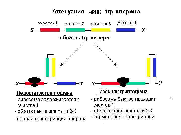 Схема строения оперона у прокариот