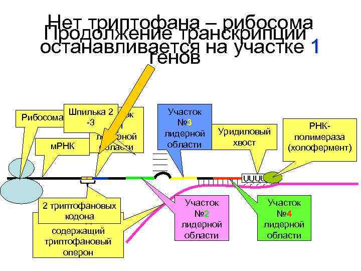 Нет триптофана – рибосома Продолжение транскрипции останавливается на участке 1 генов Рибосома Шпилька 2