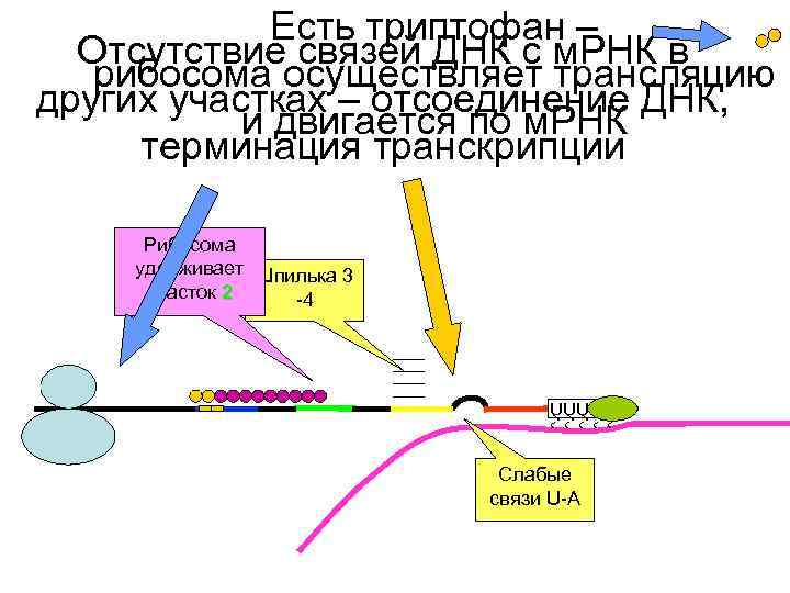 Схема строения оперона