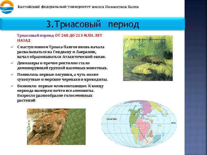 3. Триасовый период ОТ 248 ДО 213 МЛН. ЛЕТ НАЗАД ü С наступлением Триаса