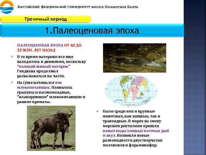 Третичный период 1. Палеоценовая эпоха ПАЛЕОЦЕНОВАЯ ЭПОХА ОТ 65 ДО 55 МЛН. ЛЕТ НАЗАД