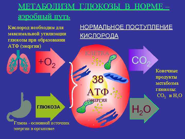 Образование глюкозы энергетический обмен