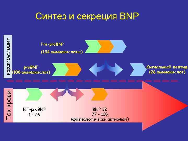Pre-pro. BNP (134 аминокислоты) Сигнальный пептид (26 аминокислот) pro. BNP (108 аминокислот) Ток крови