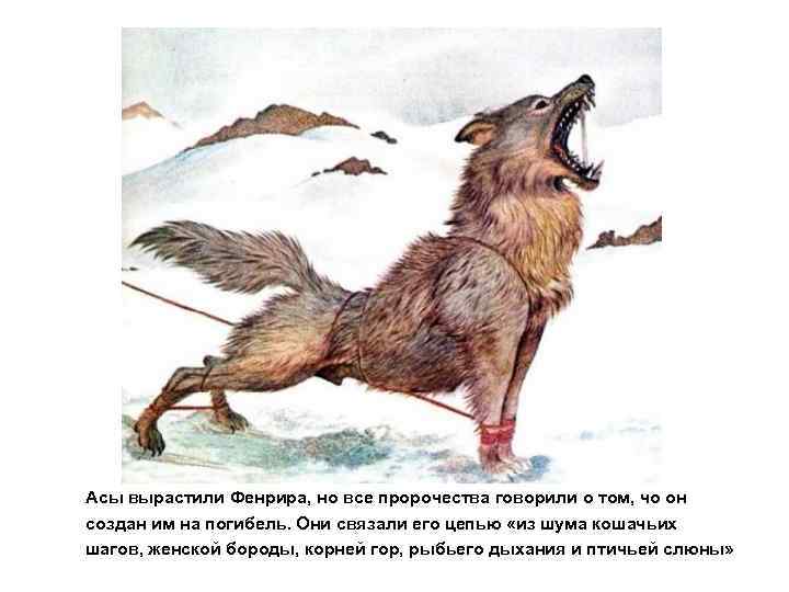 Асы вырастили Фенрира, но все пророчества говорили о том, чо он создан им на