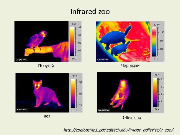 Infrared zoo Попугай Кот Черепахи Обезьяна http: //coolcosmos. ipac. caltech. edu/image_galleries/ir_zoo/ 