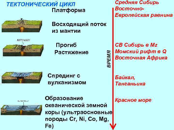 Средняя Сибирь Восточно. Европейская равнина ТЕКТОНИЧЕСКИЙ ЦИКЛ Платформа Прогиб Растяжение Спрединг с вулканизмом ВРЕМЯ