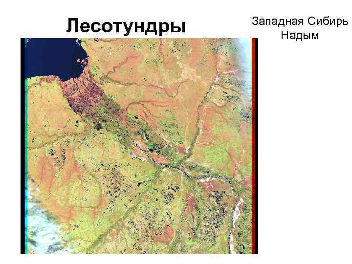 Лесотундры Западная Сибирь Надым 