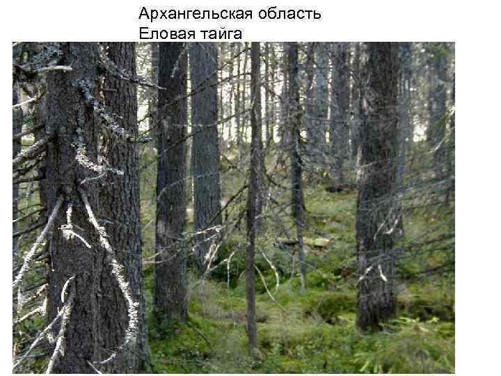 Архангельская область Еловая тайга 