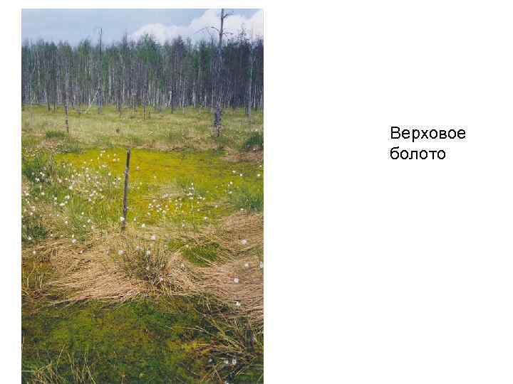 Верховое болото 