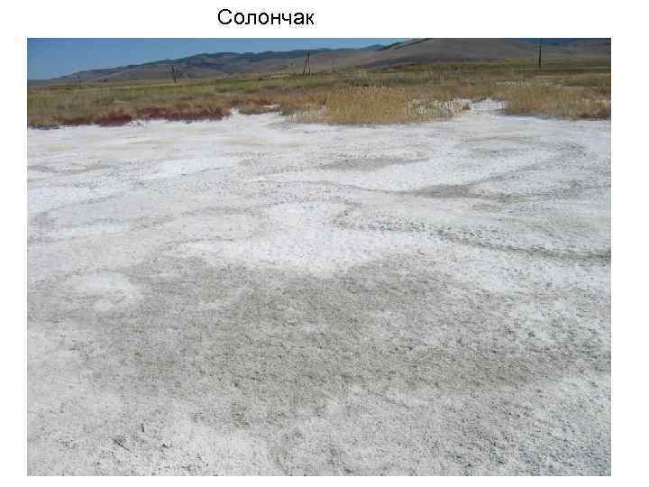 Солончак 