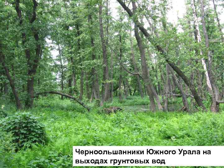 Черноольшанники Южного Урала на выходах грунтовых вод 