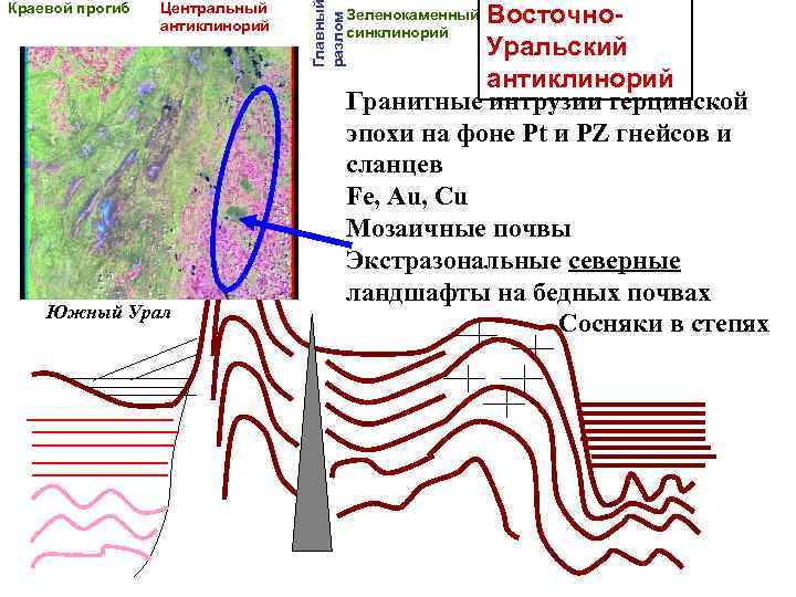 Центральный антиклинорий Южный Урал Главны разлом Краевой прогиб Восточно. Уральский антиклинорий Гранитные интрузии герцинской