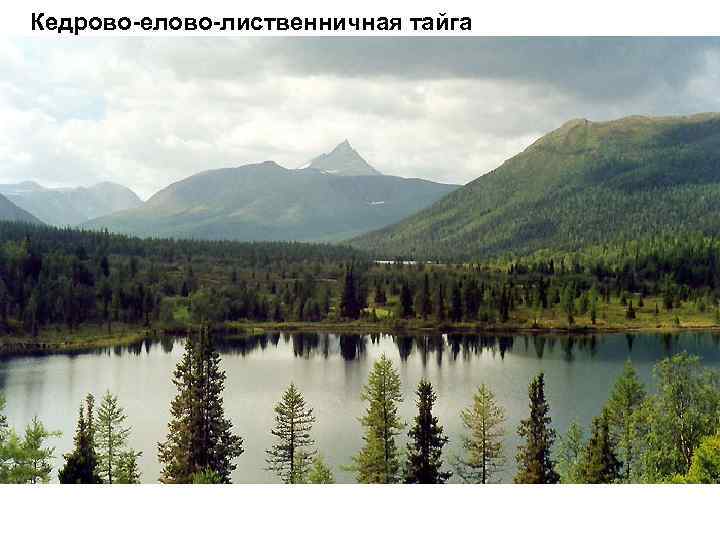 Кедрово-елово-лиственничная тайга 