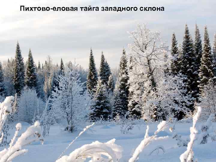 Пихтово-еловая тайга западного склона 