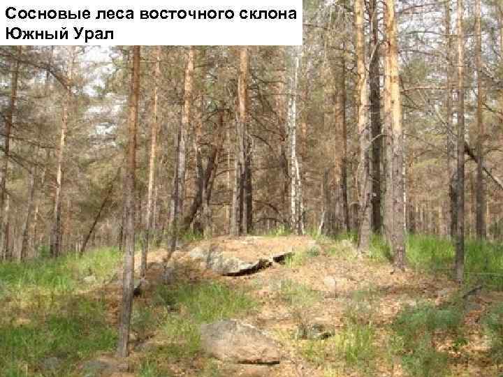 Сосновые леса восточного склона Южный Урал 