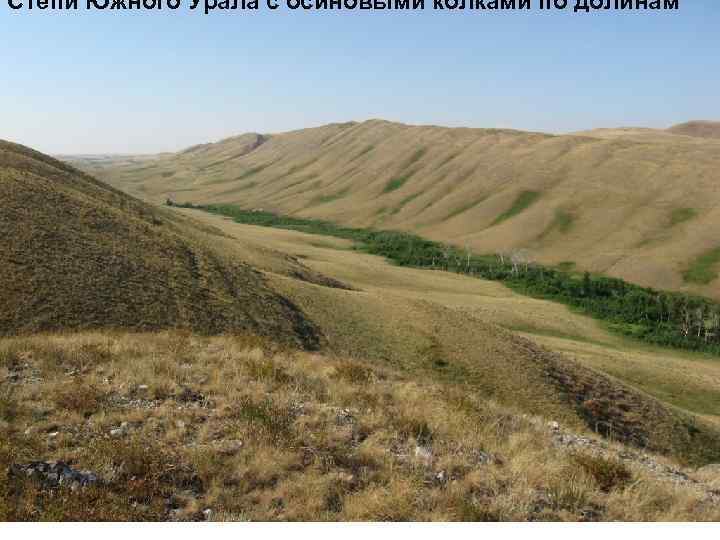 Степи Южного Урала с осиновыми колками по долинам 